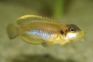 Lamprologus ocellatus - Foto: Manfred Edinger